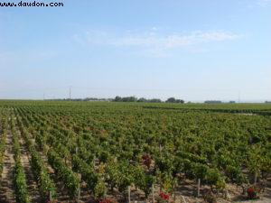 Pauillac