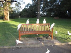 Sydney