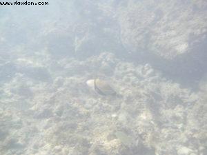 Underwater Camera - Honolulu - Our 7th RSVP cruise (Pride of Hawaii)