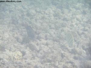 Underwater Camera - Honolulu - Our 7th RSVP cruise (Pride of Hawaii)