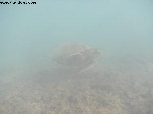 Underwater Camera - Honolulu - Our 7th RSVP cruise (Pride of Hawaii)