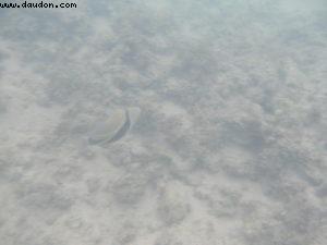 Underwater Camera - Honolulu - Our 7th RSVP cruise (Pride of Hawaii)
