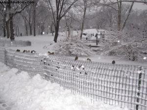 Tempête de neige - New York