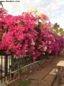Maspalomas