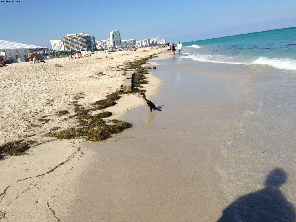 Miami Beach