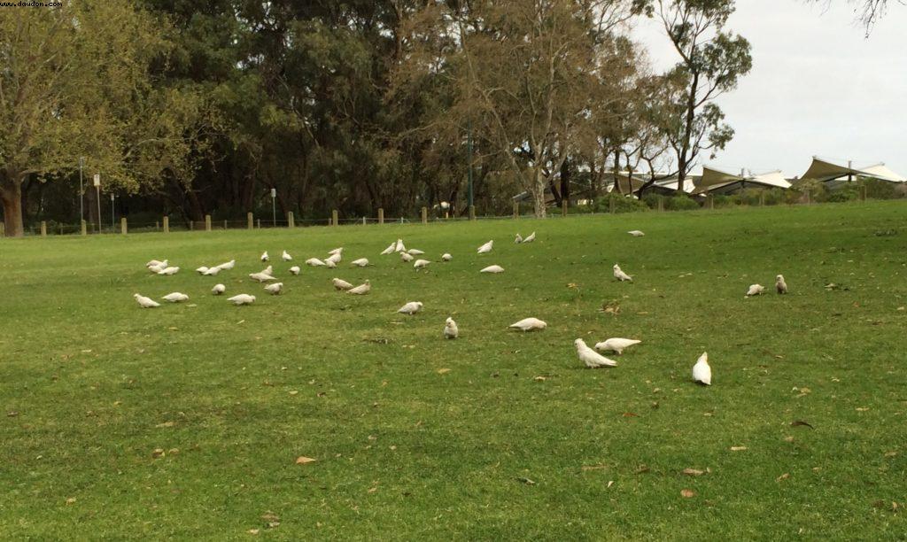Bold Park - Perth