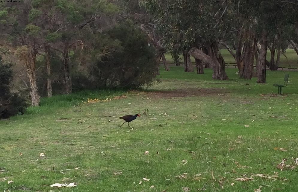 Bold Park - Perth