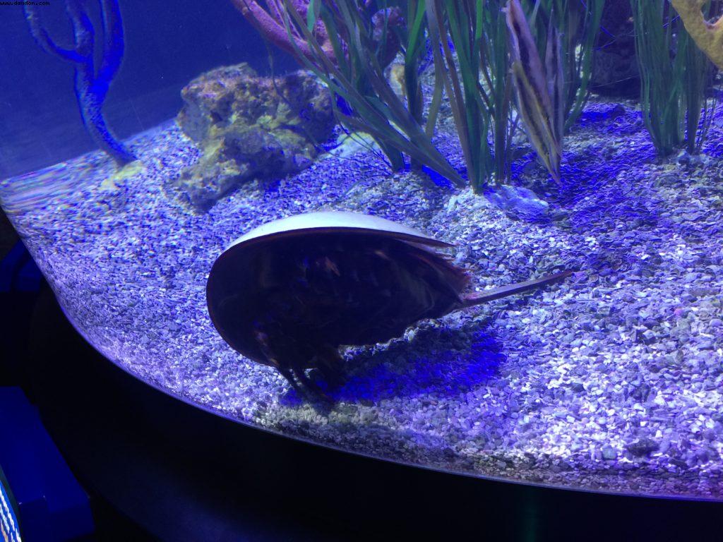 Finding Nemo - Epcot - Walt Disney World