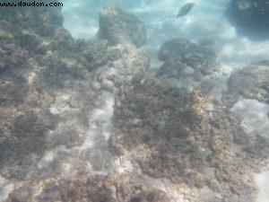 Snorkling - North Shore