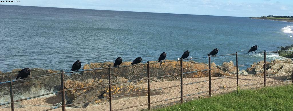 Greystones
