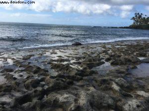 La plage des Tortues - Côte Nord - Oahu