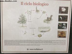 Truffles Hunting with Marco and Roki- La Morra
