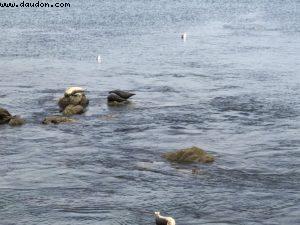 Monterey - Californie 