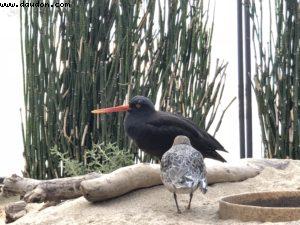 Aquarium - Monterey - Californie 