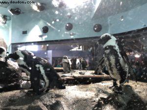 Aquarium - Monterey - Californie 