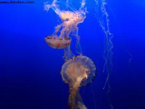 Aquarium - Monterey - Californie 