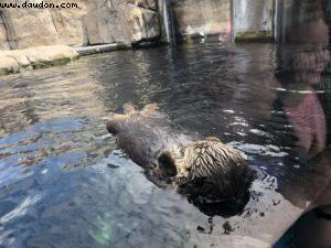 Aquarium - Monterey - Californie 