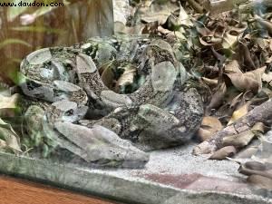 Harvest Caye, Belize - Norwegian Pearl - RSVP Cruise