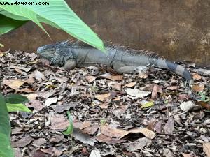 Harvest Caye, Belize - Norwegian Pearl - RSVP Cruise