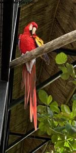 Harvest Caye, Belize - Norwegian Pearl - RSVP Cruise