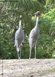 Animal Kingdom - Walt Disney World