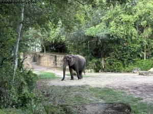 Animal Kingdom - Walt Disney World