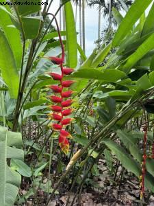 Botanical Garden - Singapore