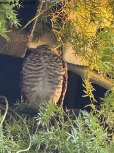 Real bird living on the ship - Atlantis Allure of the Seas