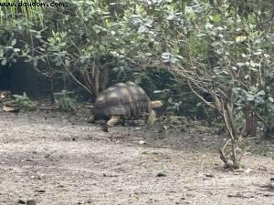 Animal kingdom - Walt Disney world