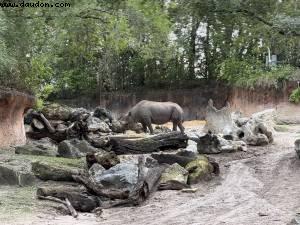 Animal kingdom - Walt Disney world