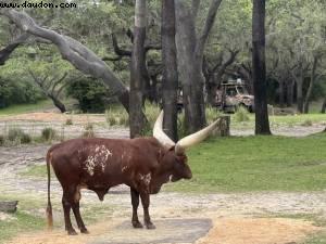 Animal kingdom - Walt Disney world