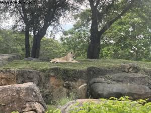 Animal kingdom - Walt Disney world