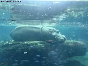 Animal kingdom - Walt Disney world