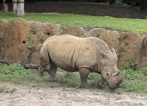 Animal Kingdom - Walt Disney world
